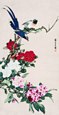 中国书画诗词院
“ 张其翼 花鸟欣赏… ”