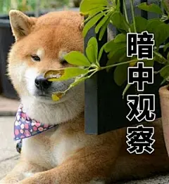 柴犬表情包 的图像结果