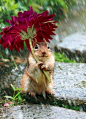 Little Chipmunk’s Umbrella