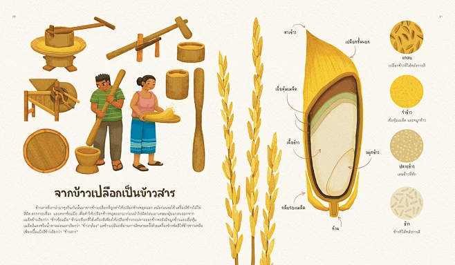 Story of Rice-花瓣网