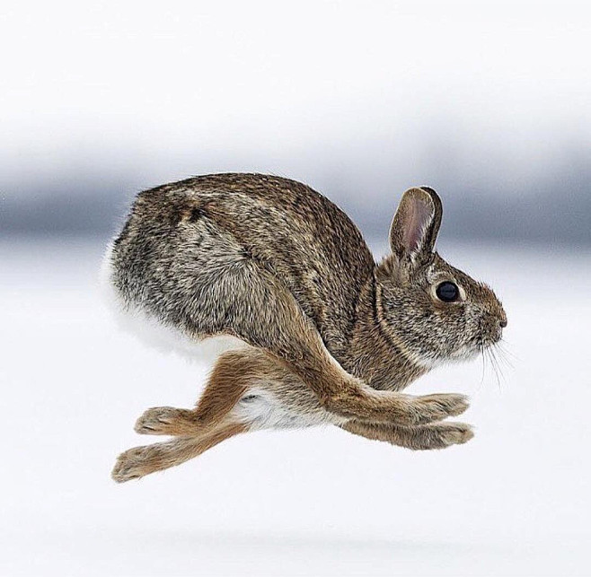 奔跑中的兔子
