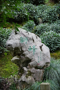小牛牛采集到茶园