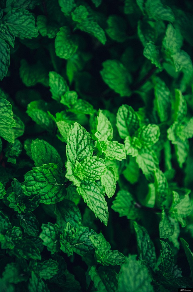 叶子 叶子背景 植物 植物背景 植物素材...