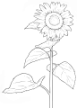 各式花卉花朵叶子线稿上色稿手稿集║图片来源公众号—旭旭素材║32种日漫风格花与叶线稿