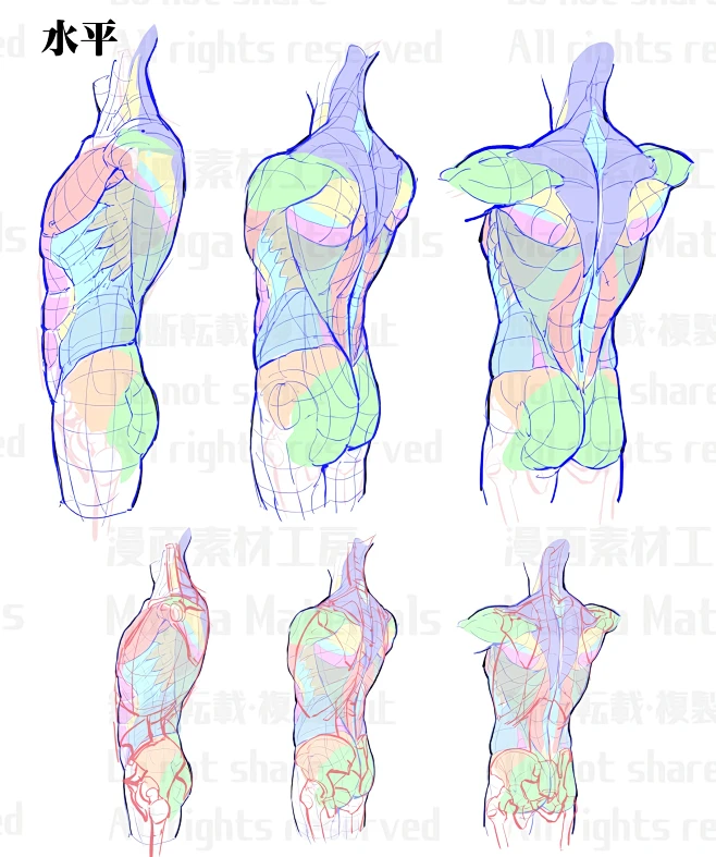 胴体の研究②・基本の骨と筋肉解説(背面)_87-花瓣网
