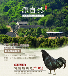 五黑鸡 新鲜鸡肉 山间散养阉鸡 乌鸡 农家土鸡 五谷喂养 顺丰包-花瓣网|陪你做生活的设计师 | 家土鸡 五谷喂养 顺丰包邮-tmall.com天猫