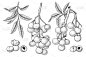 龙眼水果手绘元素植物插画