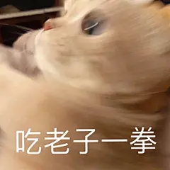 超可爱猫猫表情包_05
