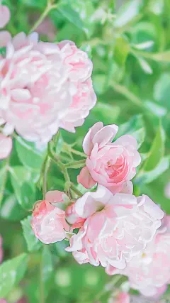 小清新治愈系蔷薇摄影,高清图片,手机锁屏桌面-壁纸族