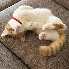 鼠！鼠！鼠！采集到猫