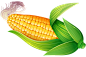 玉米 png