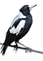 Bird PNG