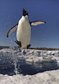 据英国《每日邮报》报道，近日，澳大利亚摄影师在冰冻海面捕捉到的企鹅出水景象。企鹅们在捕捉到猎物后，会兴奋地跃出水面，在冰上热身。摄影师兼海洋科学家弗雷德里克·奥利弗在距离企鹅几米的地方捕捉到了这些不会飞的鸟跃出水面的瞬间。
