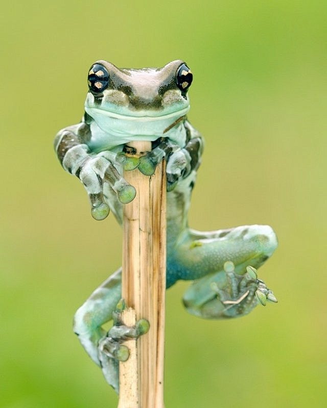 可爱的青蛙