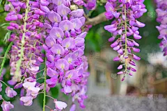 挂着紫色的花，紫藤(Sims)香。五菱农场,台湾。