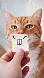 猫 狗 兔子 萌宠 宠物 摄影 写真