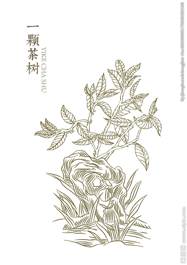 一颗茶树-花瓣网