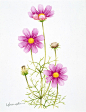 コスモス水彩画イラスト　3つの花とつぼみのあるコスモス水彩画イラスト