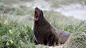 A sea lion in Sandfly Bay, Otago Peninsula, New Zealand.