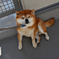 一只不想回家的柴~ ins：shibainu.berry ​​​​