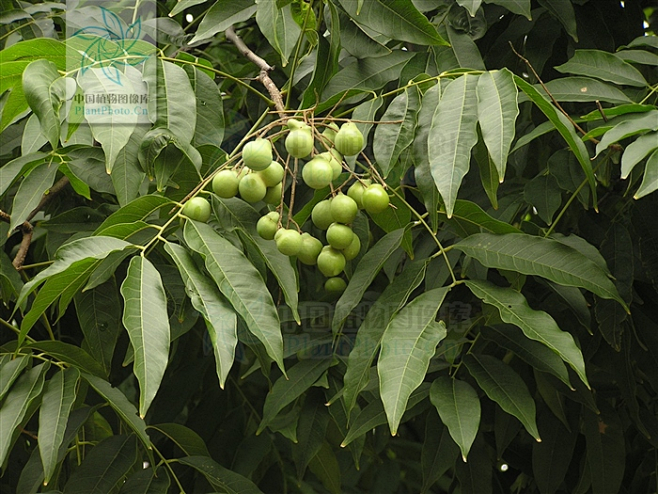 无患子叶片质感