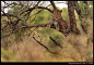 LEOPARD ON A TREE... by dogansoysal