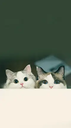 郭斯特的猫   馒头和狐狸 ​

cr@小众壁纸 ​​​​