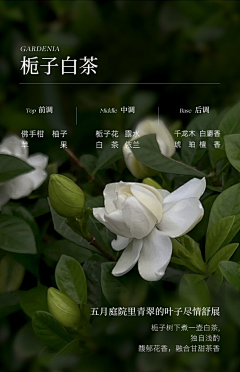 Expiredlove﹃采集到慕琳-鱼子酱拍摄参考图