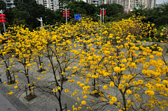 Himify采集到苗木
