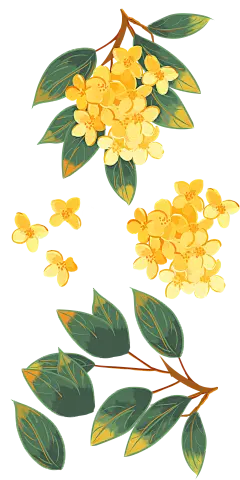 桂花