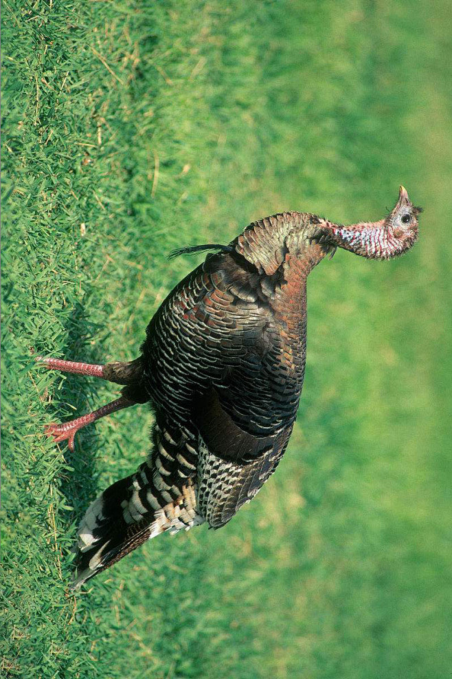 鸡形目·雉科·火鸡属:火鸡(雌)