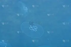 蓝色的水母