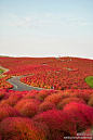 日本红树林|微刊 - 悦读喜欢