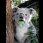 【树袋熊】又叫考拉、无尾熊、可拉熊，学名：Phascolarctos cinereus 英文：Koala bear来源于古代土著文字，意思是“no drink”。因为树袋熊从他们取食的桉树叶中获得所需的90%的水分，而它们只在生病和干旱的时候喝水。树袋熊每天18个小时处于睡眠状态。
