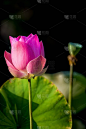莲花。