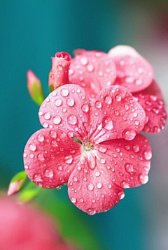 默然听雨鬼哭狼嚎采集到花、唯美、温馨