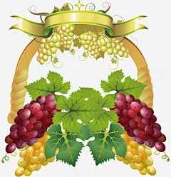 葡萄水果矢量平面设计ai免抠素材_新图网 https://ixintu.com 有机水果 葡萄叶子 葡萄酒酒标 矢量图 卡通手绘 手绘图设计图 AI免抠图 水果