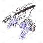水墨中国风植物元素贴纸-紫藤花