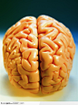 人体器官模型-大脑模型