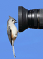 *Say cheese (Titmouse): 