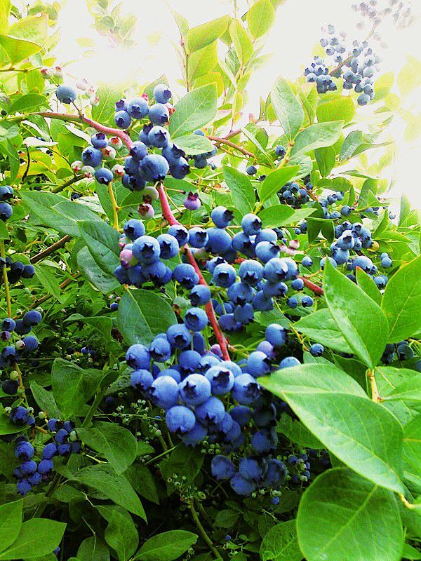 野生蓝莓，是一种生长在东北森林中的乔木浆...