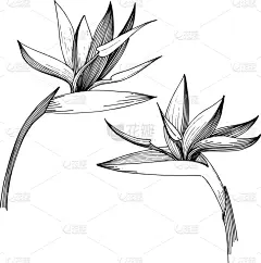 时尚,分离着色,热带的花,壁纸,植物群,涂料,春天,复古,绘制