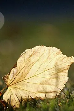 美丽的秋景落叶iPhone 5S壁纸下载http://www.kutoo8.com/