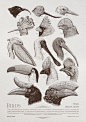 Birds - Poster Illustration : Fourteen birds with different beaks and crests: classic, punk, strange, beautiful. Birds' common names and scientific names in latin are at the end of the sheet.