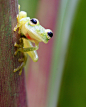 tiny-creatures:

Hyalinobatrachium vireovittatum, glass frog, Panama by Brad Wilson, DVM on Flickr.