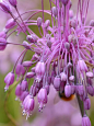 ~~Keeled Garlic (allium carinatum subsp. pulchellum) by celerycelery~~