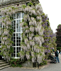 wisteria | Flores en ventanas y fachadas | Pinterest