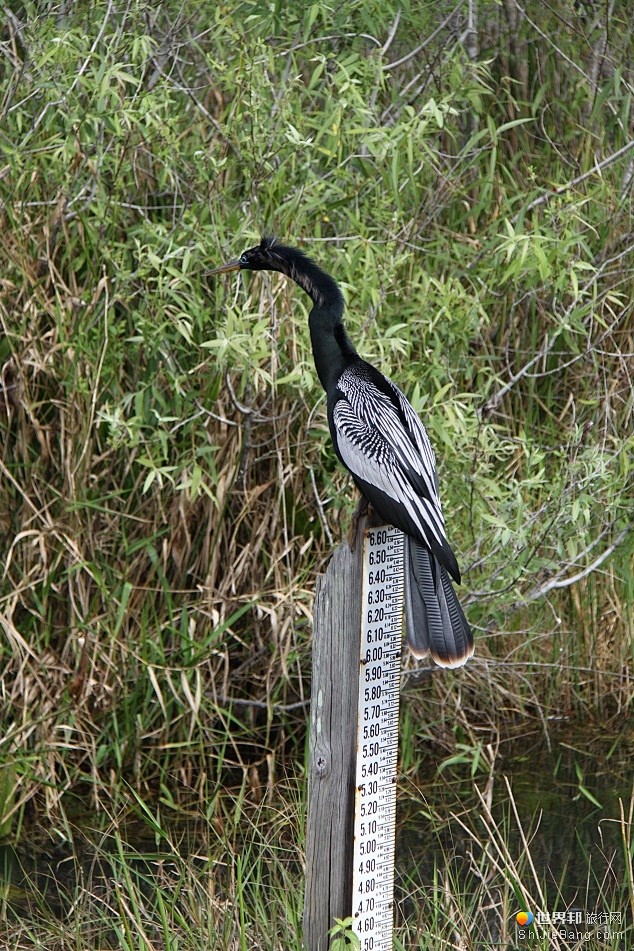 与鳄鱼同行