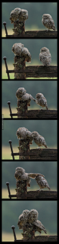 48岁的业余摄影师迪恩·梅森最近拍到三只小猫头鹰，其中一只看着旁边两兄弟依偎取暖十分羡慕，走过去不停的求抱抱。。。。最后小哥们张开了翅膀让它钻进来，简直太萌啦！！