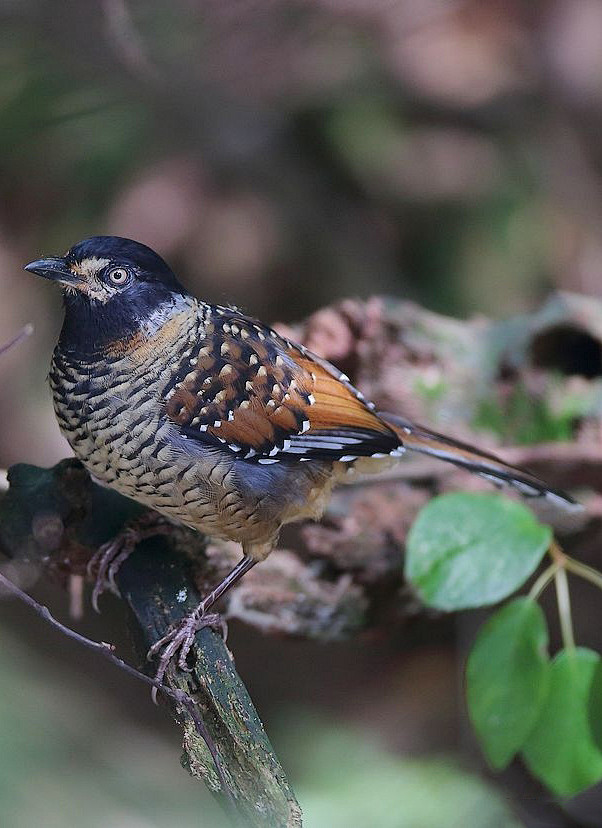 眼纹噪鹛:鸟纲,国家三级保护动物